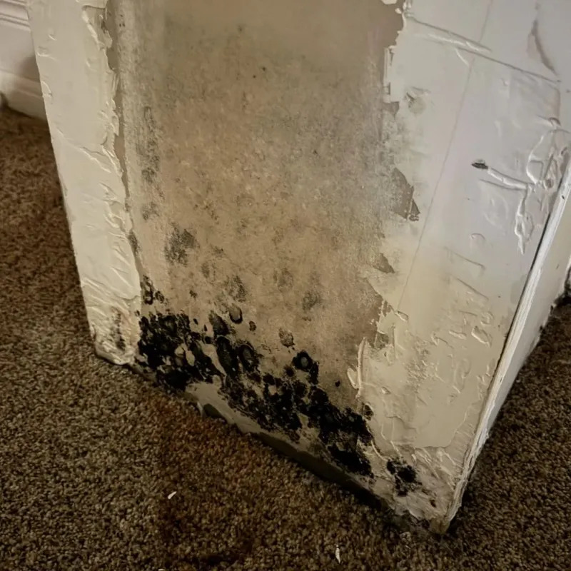 Professional Mold Removal in Obion County, TN